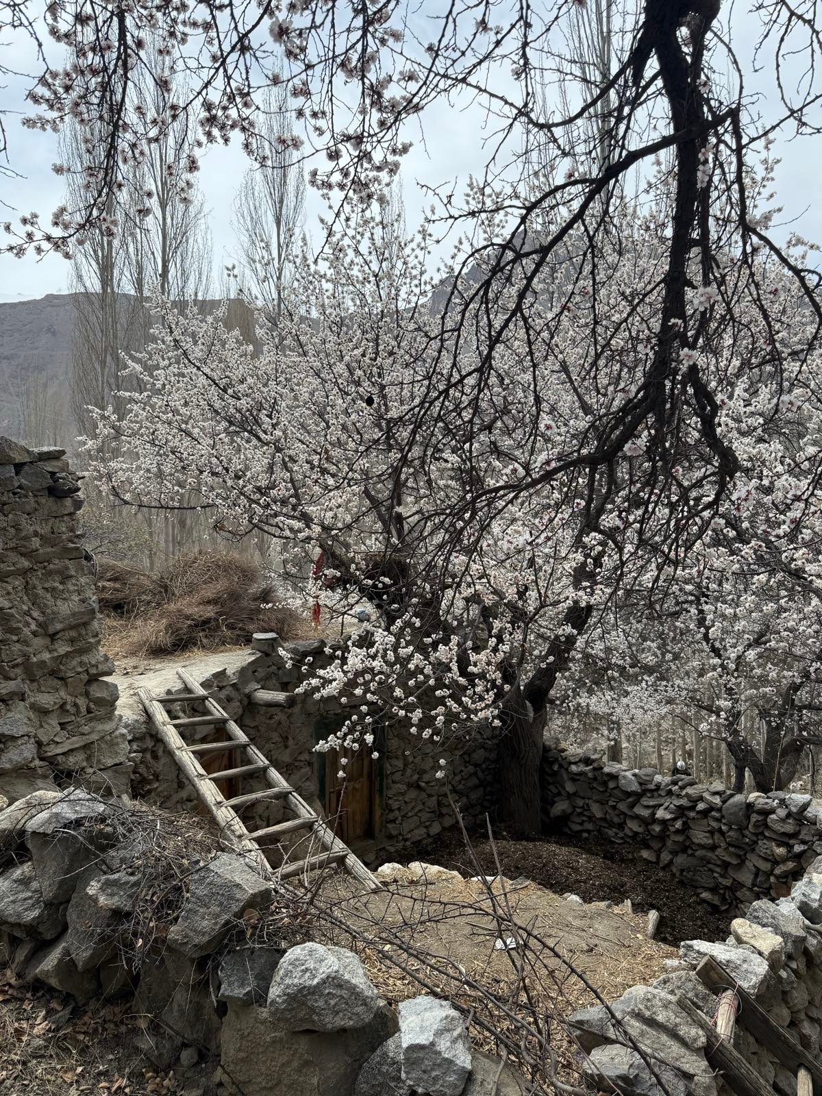 Hunza Valley in bloom